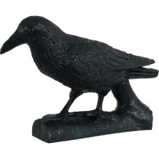 Franzbogen Common Raven